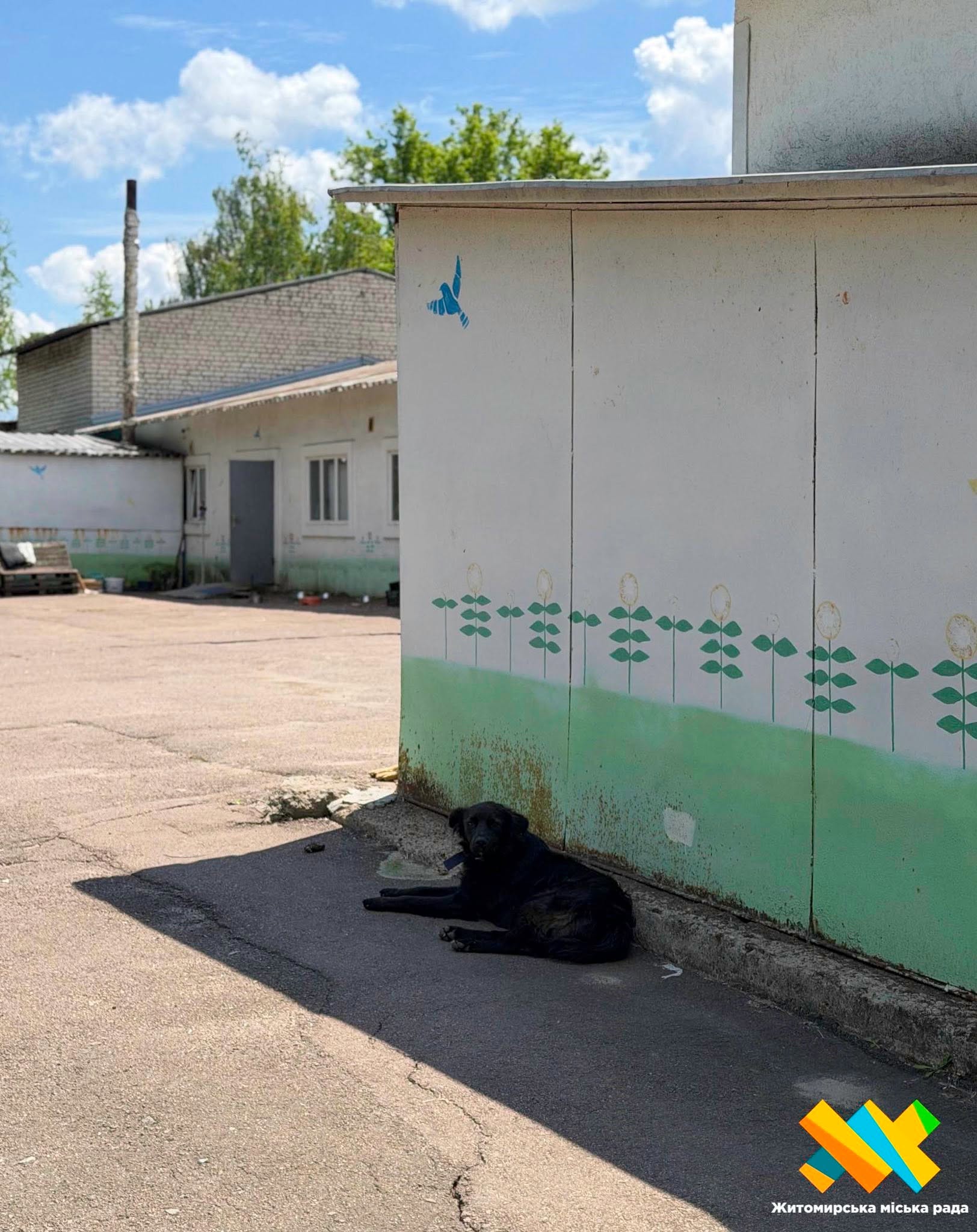 Новини Житомира - фото з Що варто знати про роботу Центру захисту тварин у Житомирі