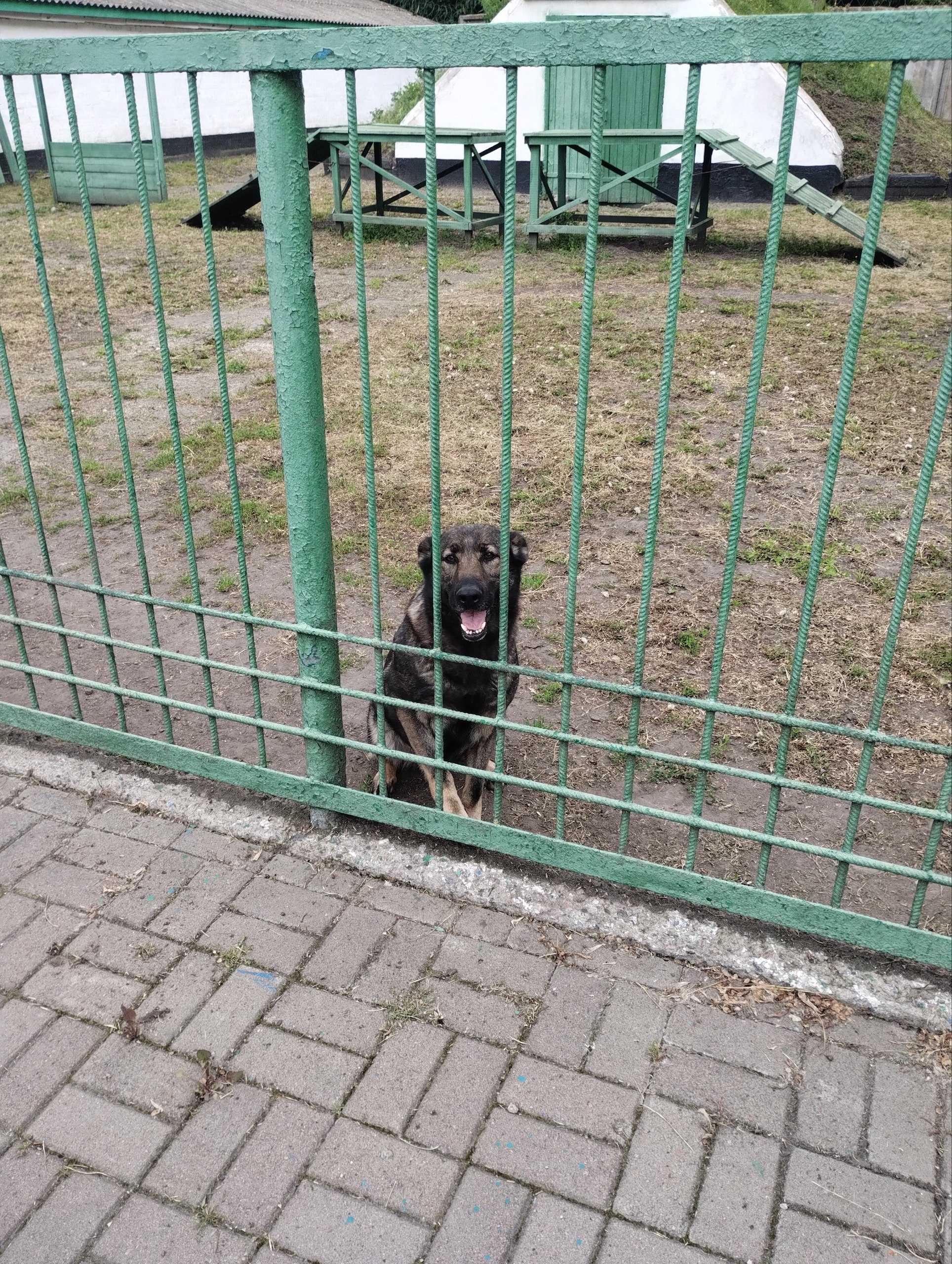Новини Козятина - фото з Козятинські «залізні пси» охороняють вокзали України: репортаж з розплідника