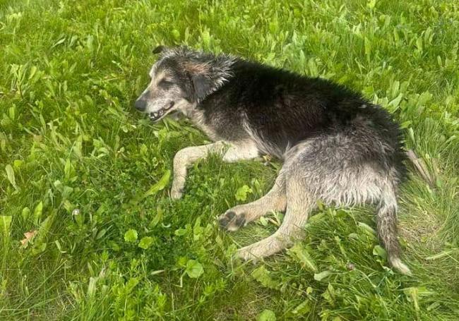 Новини Вінниці - фото з Куля в тілі та опіки від клею: у Вінниці нелюди познущались над собакою та викинули помирати