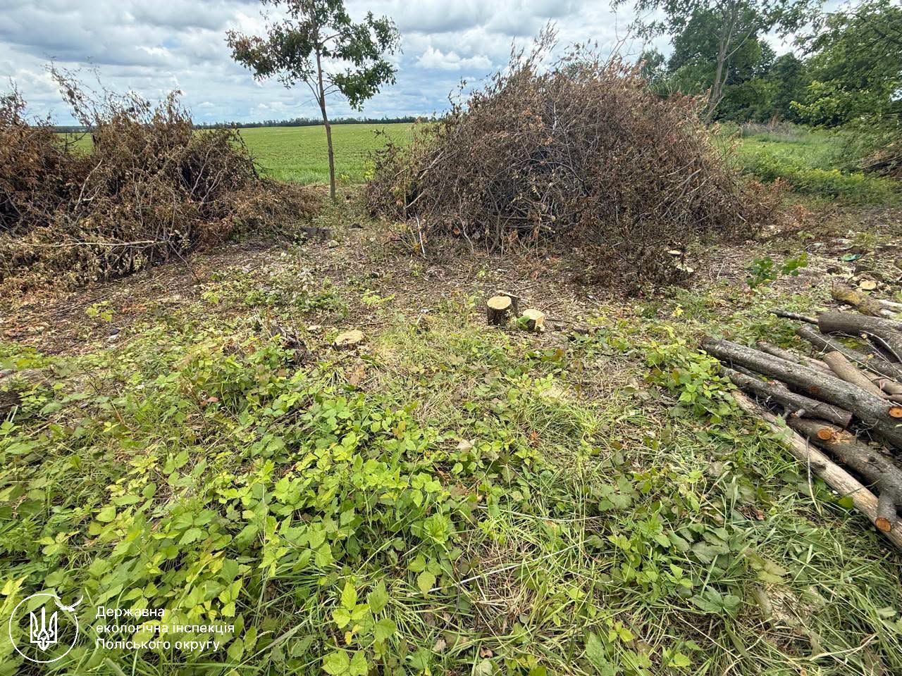 Новини Житомира - фото з ДЕІ Поліського округу підтвердила факт порубки 80 дерев неподалік села Дібрівка та розпочала розрахунок збитків