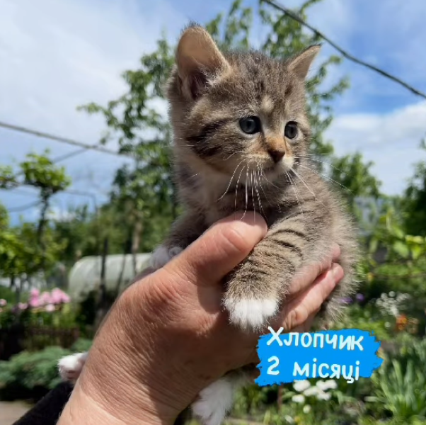 Новини Житомира - фото з Пухнастики шукають господарів: оголошення у Житомирі станом на 20 червня 2026 року