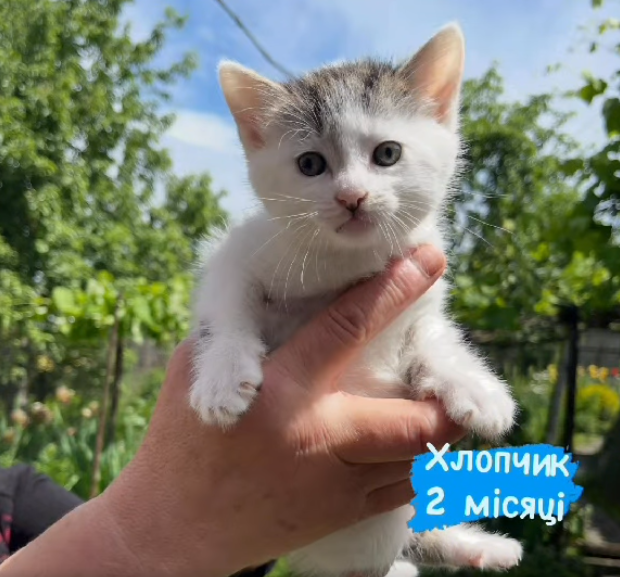 Новини Житомира - фото з Пухнастики шукають господарів: оголошення у Житомирі станом на 20 червня 2026 року