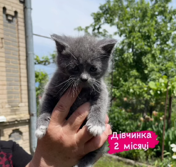 Новини Житомира - фото з Пухнастики шукають господарів: оголошення у Житомирі станом на 20 червня 2026 року