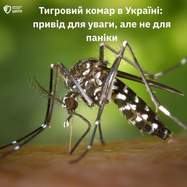 Новини Вінниці - фото з Тигровий комар в Україні. Чи варто вінничанам хвилюватися через «непроханого гостя»