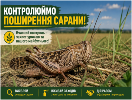 Новини Вінниці - фото з На півдні України фіксують нашестя сарани. Чи є загроза для Вінниччини