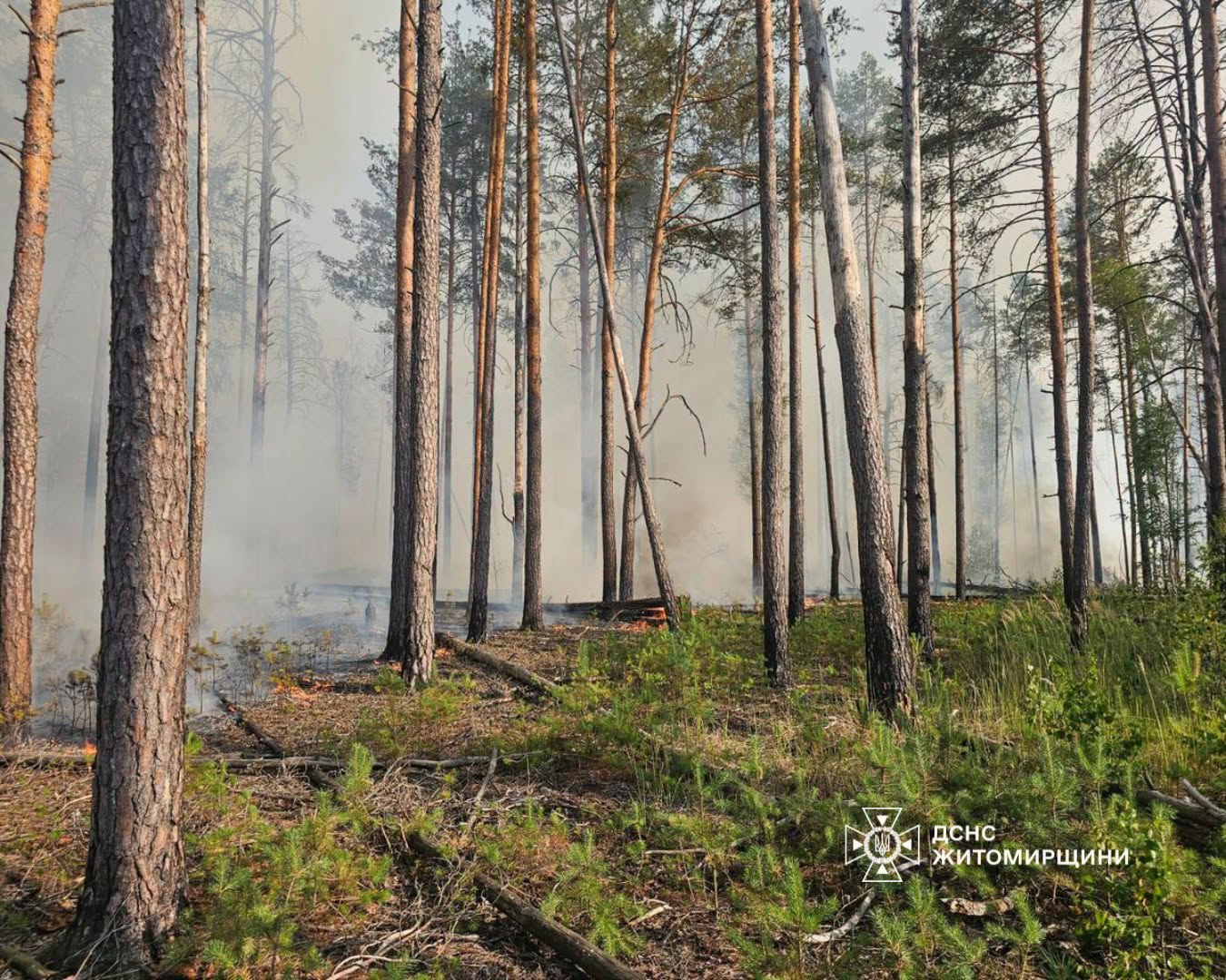 Новини Житомира - фото з У Коростенському районі триває ліквідація лісової пожежі