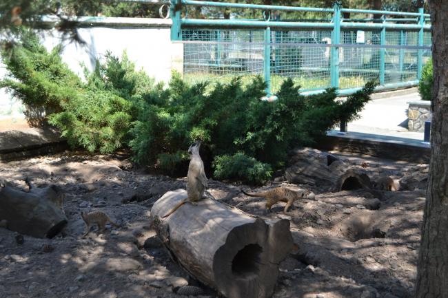 Новини Вінниці - фото з Свіжа вода, затінок і вечірні прогулянки. Як тварини Подільського зоопарку переживають аномальну спеку