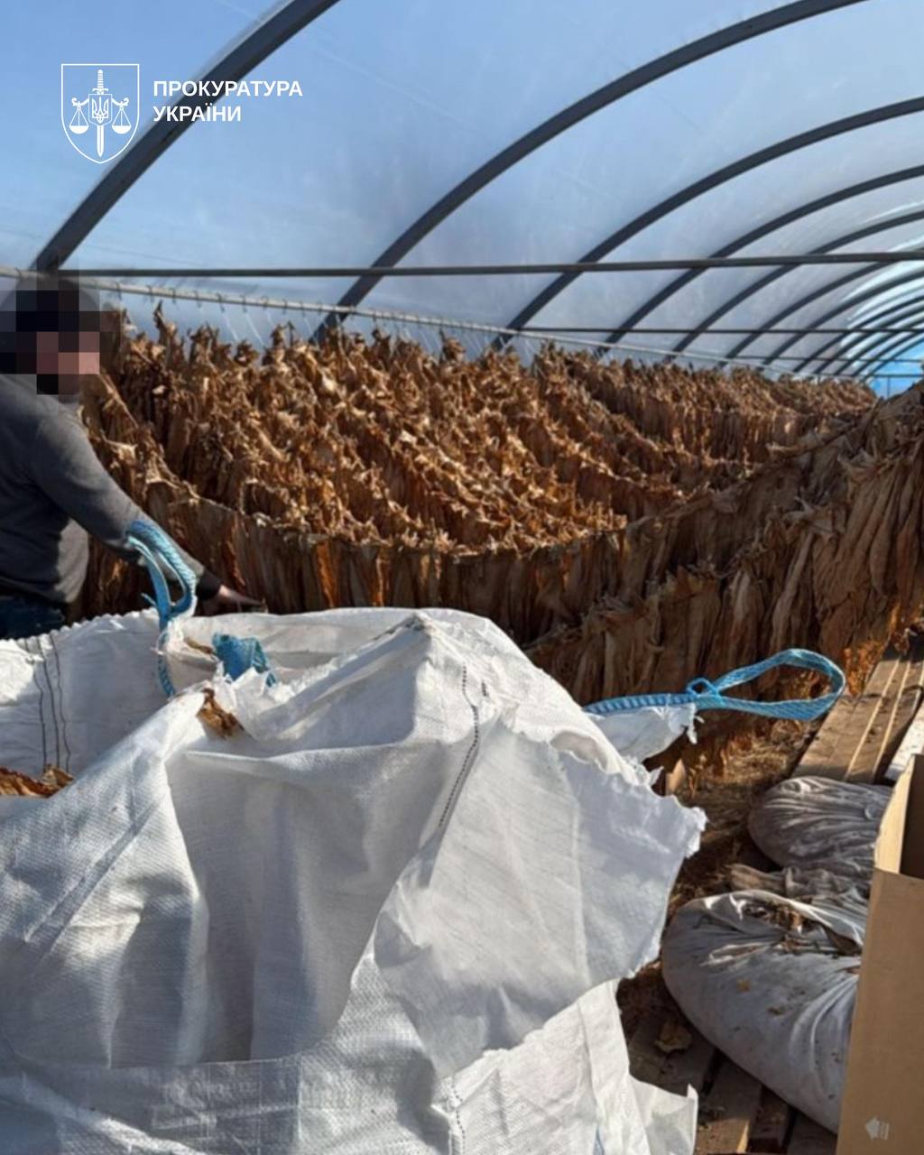 Новини Тернополя - фото з На Чортківщині викрили незаконне виробництво тютюну: вилучили 3,3 тони
