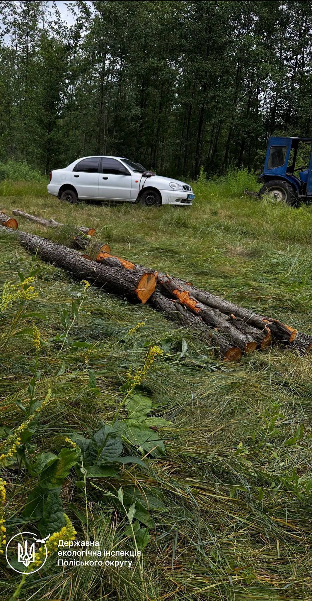 Новини Житомира - фото з На Звягельщині виявили незаконну порубку трьох дерев вільхи