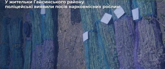 Новини Вінниці - фото з На городі жительки Чечельницької громади виявили понад 800 кущів маку