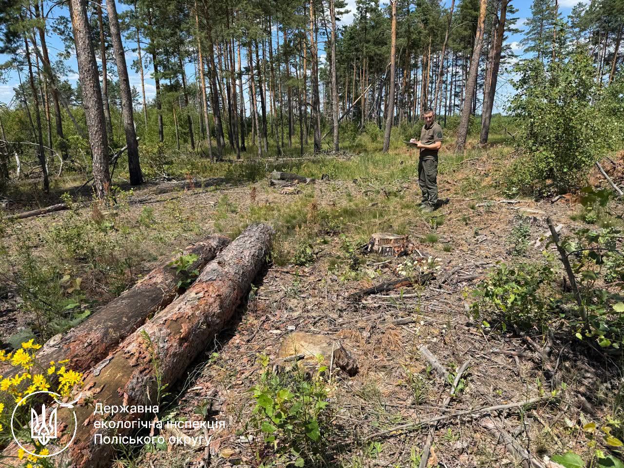 Новини Житомира - фото з На території Народицької громади виявили самовільну порубку понад 130 дерев