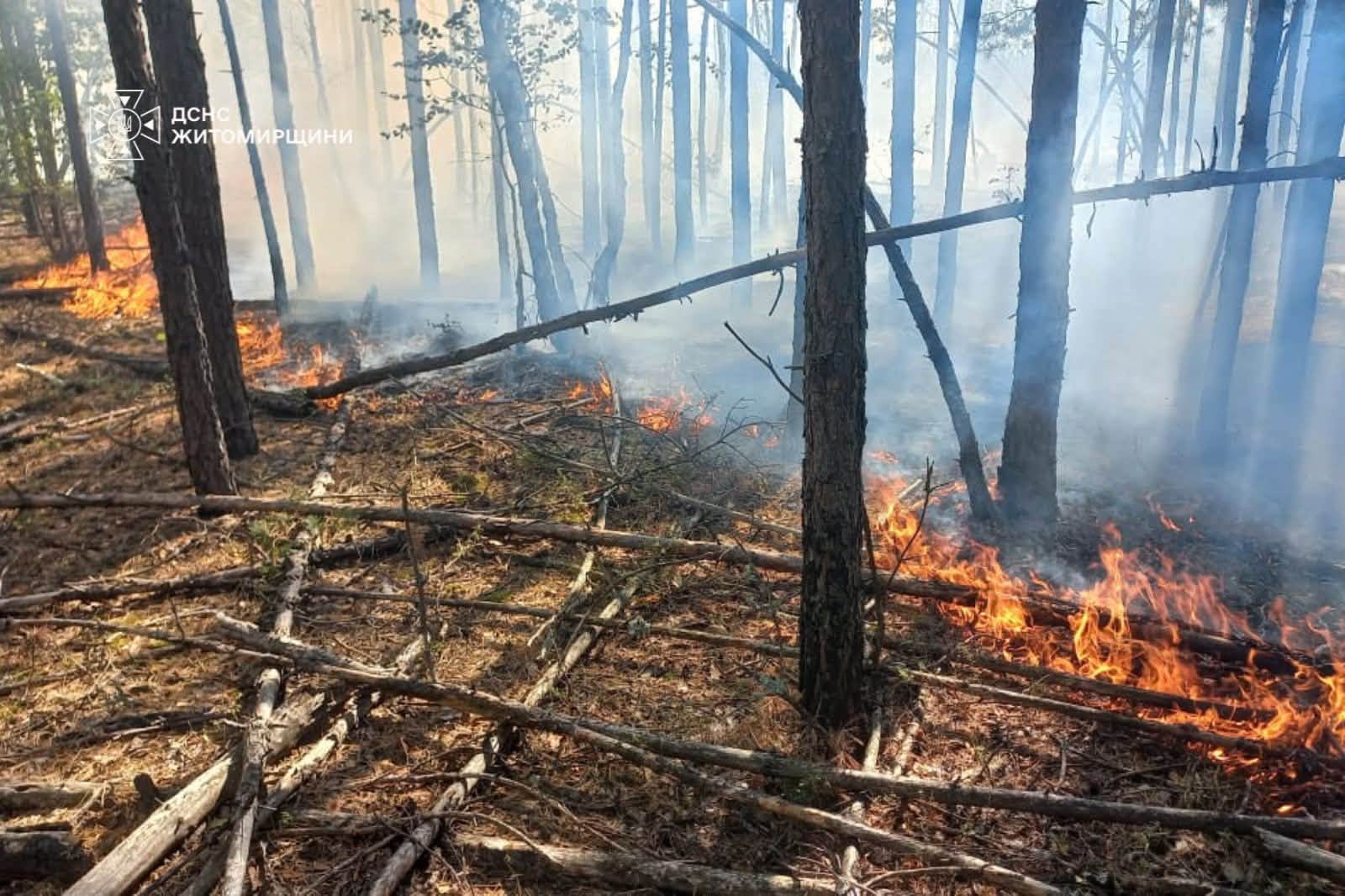 Новини Житомира - фото з 68 рятувальників продовжують гасити лісову пожежу в заповіднику «Древлянський»