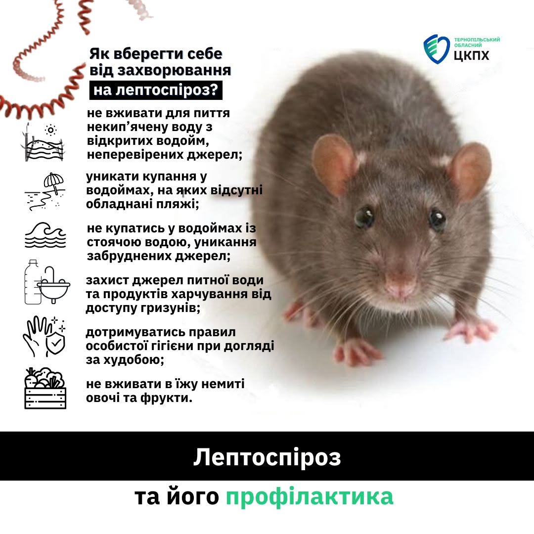Новини Козятина - фото з Лептоспіроз на Козятинщині забрав життя двох чоловіків