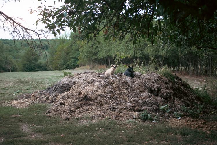 Новини Вінниці - фото з З притулку Томи Пастух вивезли 14 собак — зоозахисники заявляють про жахливі умови їх утримання