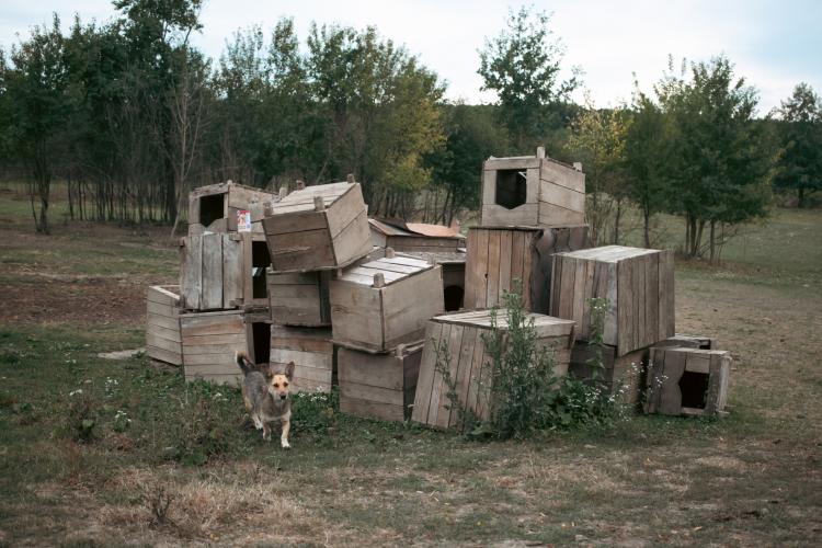 Новини Вінниці - фото з З притулку Томи Пастух вивезли 14 собак — зоозахисники заявляють про жахливі умови їх утримання
