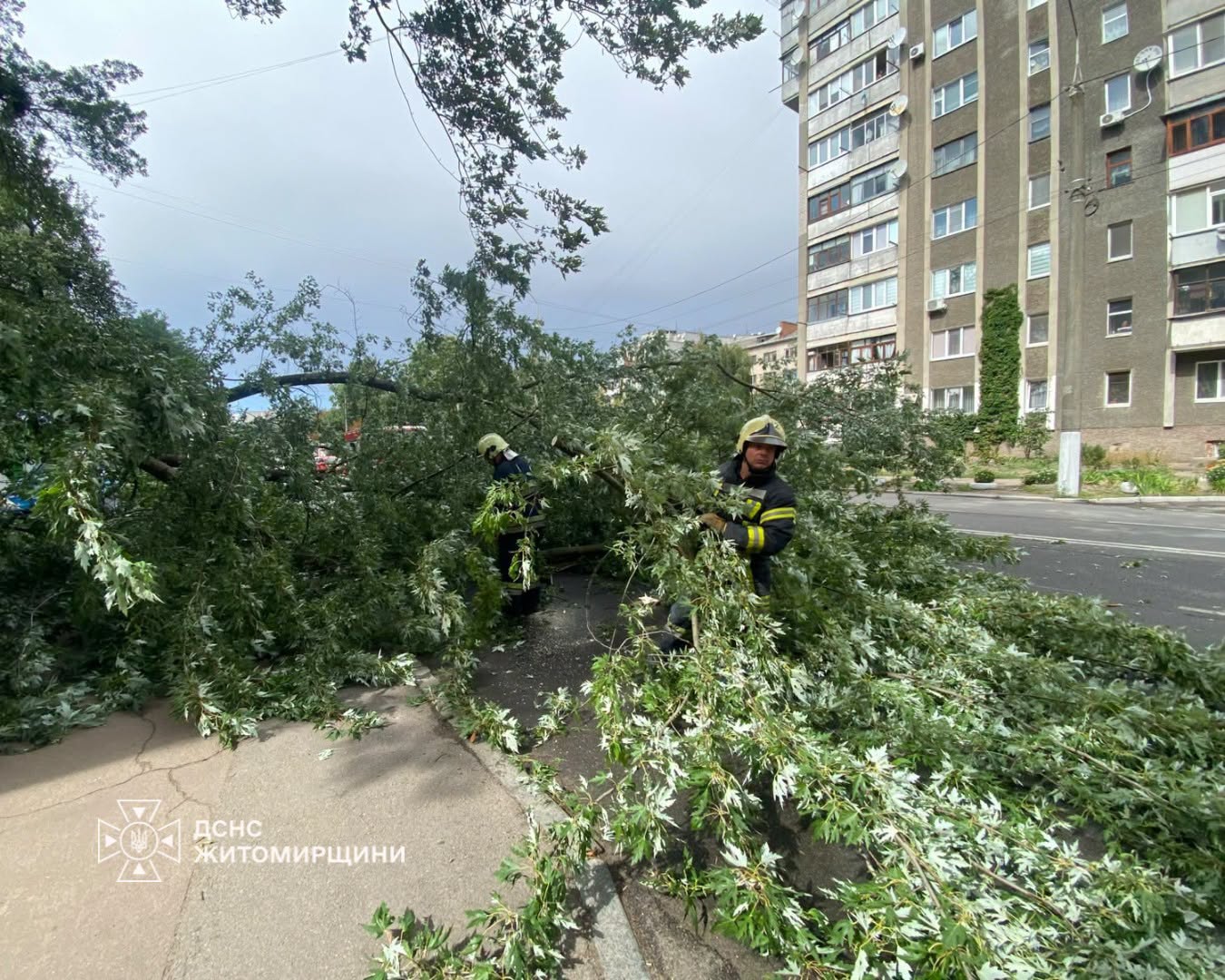 Новини Житомира - фото з На вул. Святослава Ріхтера дерево впало на дороггу і перекрило рух