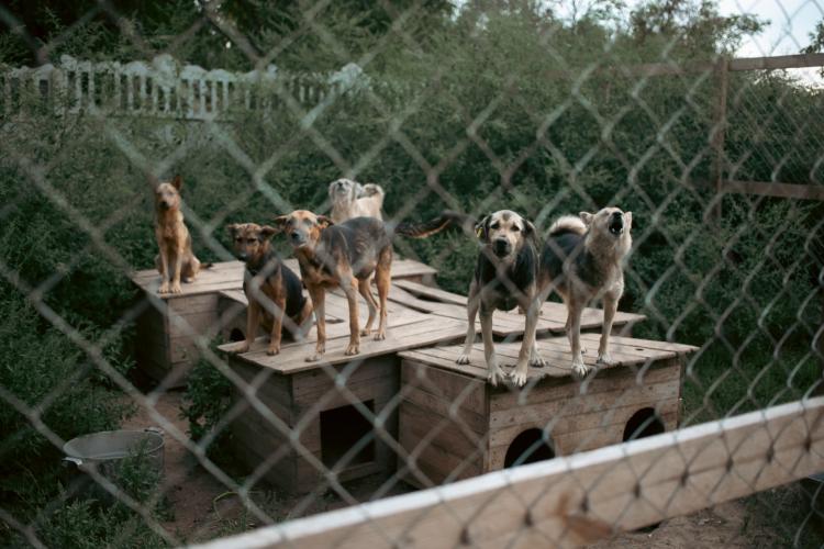 Новини Вінниці - фото з З притулку Томи Пастух вивезли 14 собак — зоозахисники заявляють про жахливі умови їх утримання