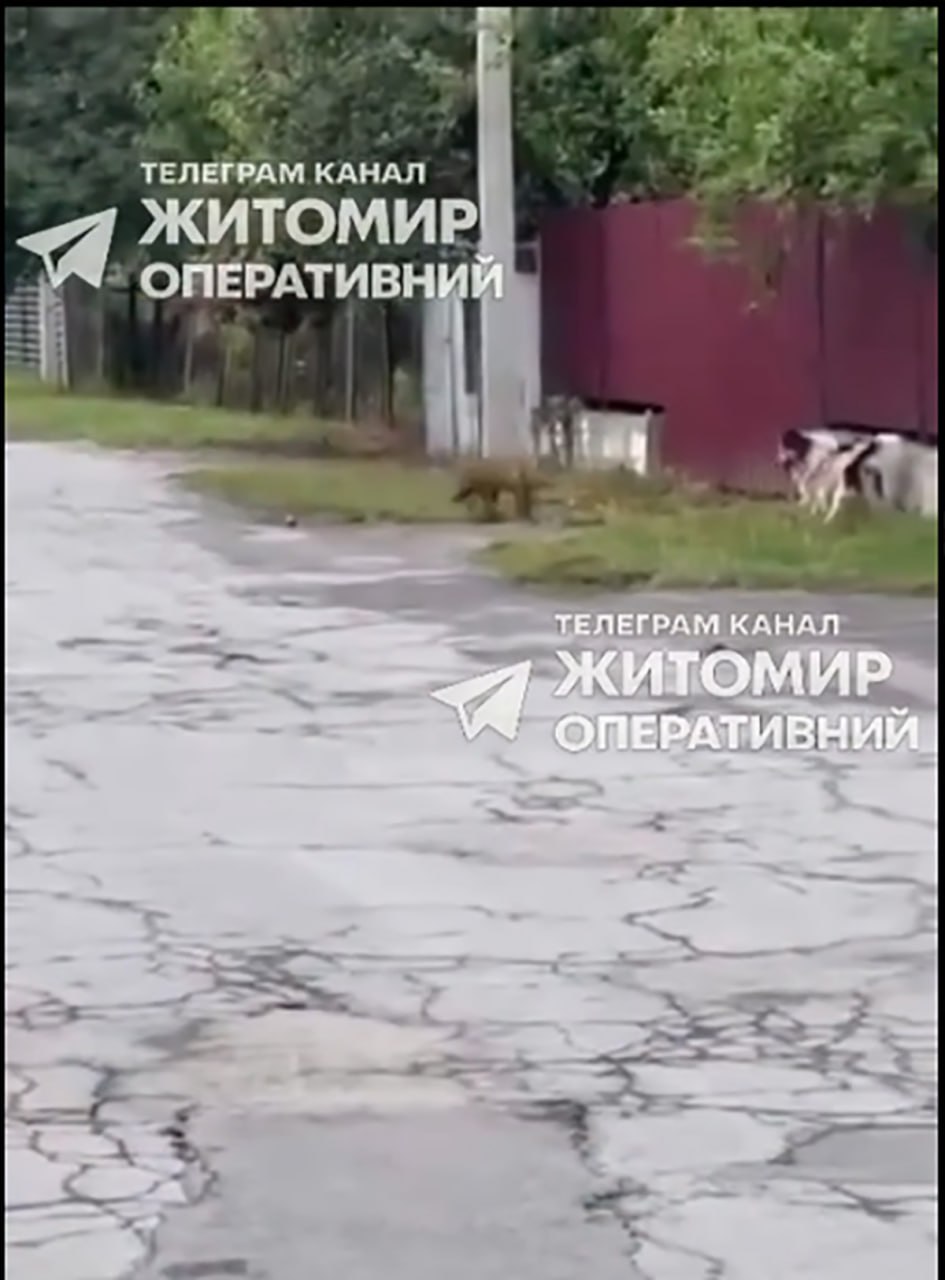 Новини Житомира - фото з На Житомирщині знову нагадують про небезпеку сказу: у Звягелі лисиця напала на собаку