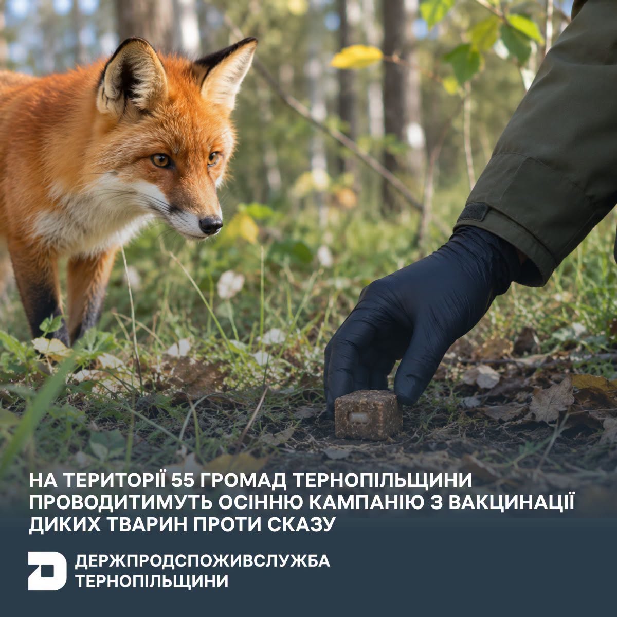 Новини Тернополя - фото з У лісах Тернопільщини розкидають приманки для імунізації диких тварин