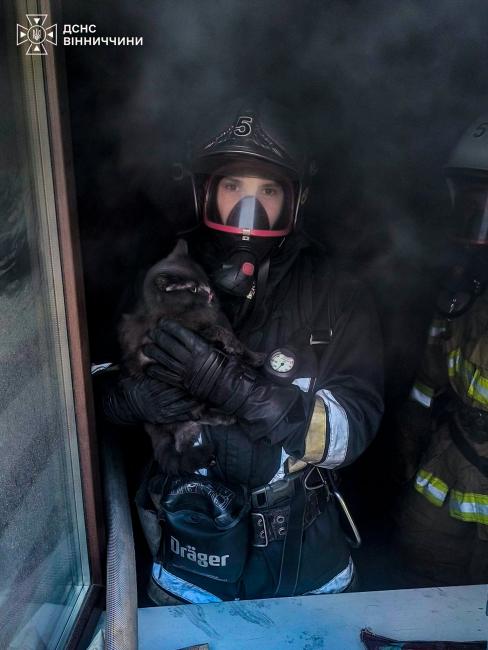 Новини Вінниці - фото з «Вилізло на підвіконня, щоб його побачили»: у Вінниці під час пожежі врятували кошеня