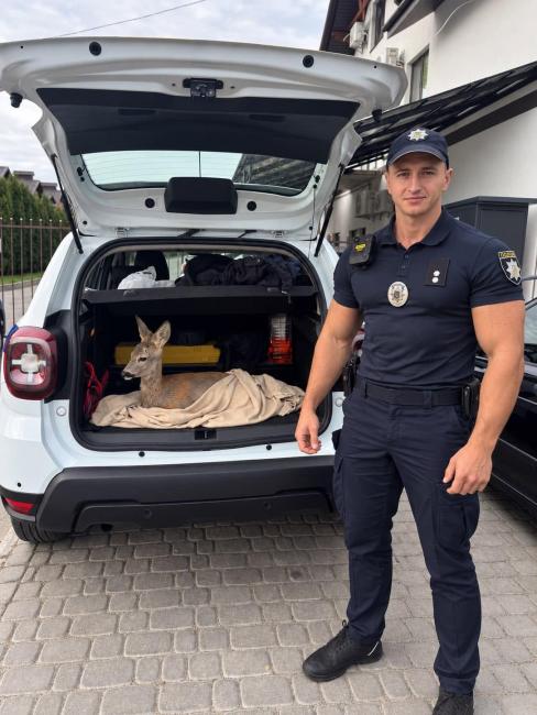 Новини Вінниці - фото з У Зарванцях знайшли травмовану косулю. Тварині шукають допомогу та місце для реабілітації