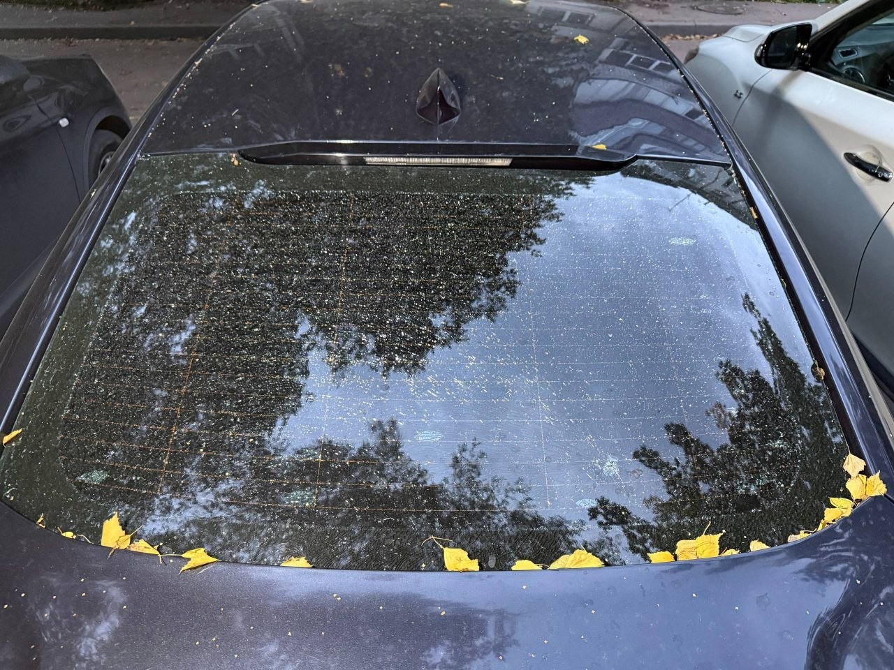 Новини Житомира - фото з У Житомирі невідомий пошкоджує автомобілі: мешканці звинувачують поліцію у бездіяльності