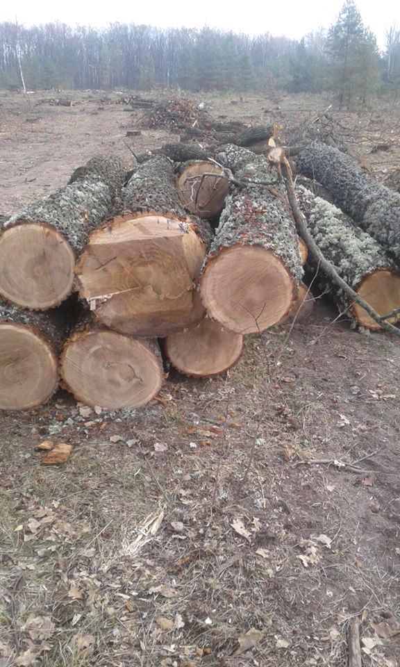 У Народицькому районі екологи за дзвінком небайдужого громадянина виявили 30 зрізаних дубів